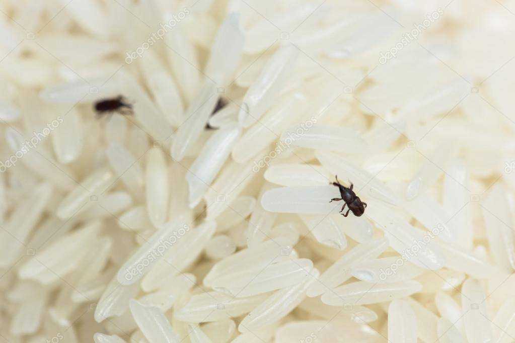 Как избавиться от жука кожееда в квартире быстро и эффективно