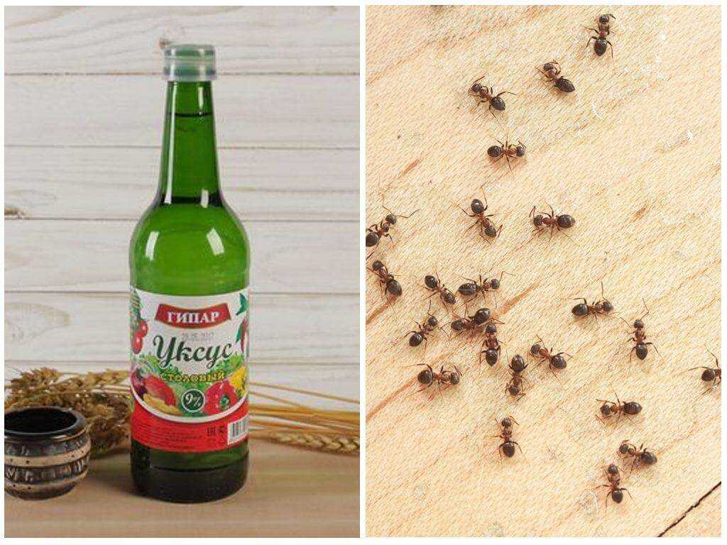 Как вывести рыжих муравьев в доме?