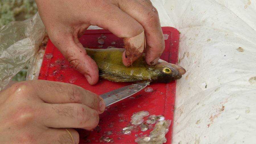 Как отмыть рыбу. Чистка рыбы. Для чистки окуня от чешуи. Нож для чистки окуня от чешуи. Чистка мелкой рыбы от чешуи.