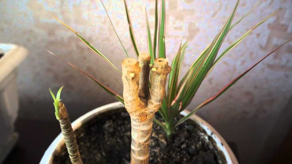 10 сортов бамбука для выращивания в россии: описание, уход в домашних условиях и его особенности, размножение (фото & видео) +отзывы