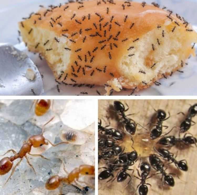 Как навсегда избавиться от муравьев в квартире и доме: быстрые способы, ловушки, отравы