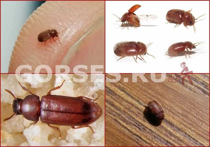 🐜 как избавится от домашних жуков на кухне: виды насекомых, способы борьбы