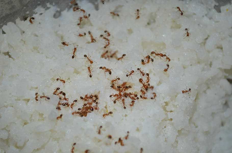Как можно избавиться от муравьев в доме народными средствами