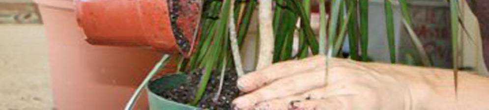 Как пересадить бамбук правильно основные правила пересадки