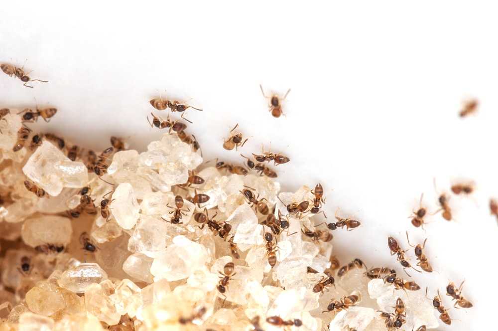 Как вывести муравьев из дома и во дворе: самое полное руководство