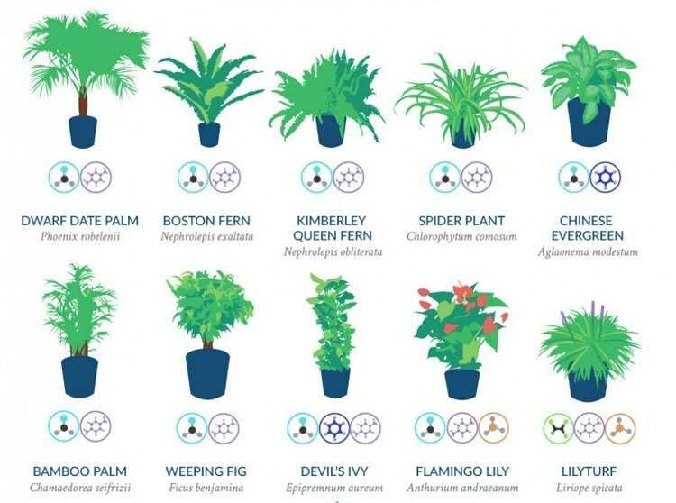 Растения, очищающие воздух: 16 вариантов для помещений