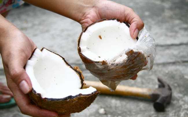 Как открыть кокос в домашних условиях, разделать и почистить его, как правильно хранить