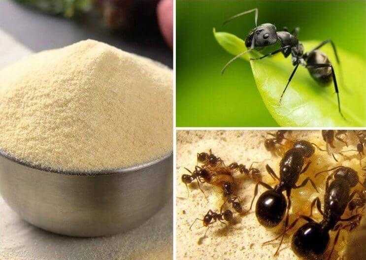 Как избавиться от домашних рыжих муравьев в квартире или дома с помощью специальных препаратов
