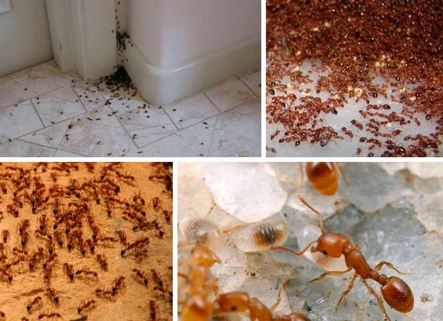 Рыжие муравьи в квартире, как избавиться от маленьких муравьев в квартире