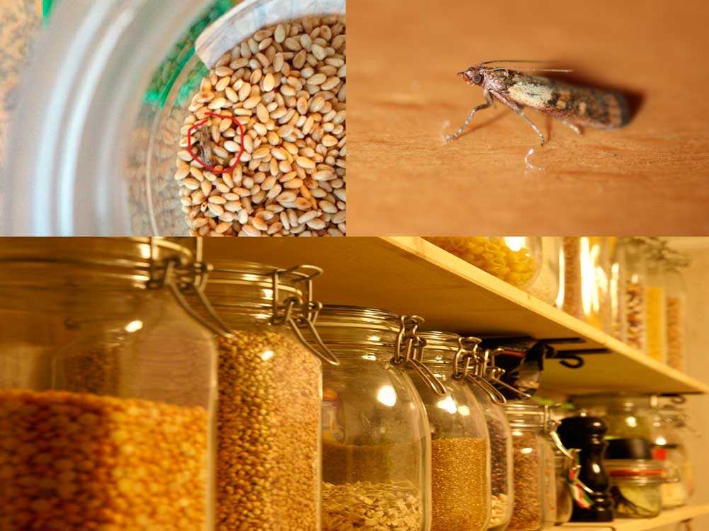 Как можно избавиться от пищевой моли на кухне и квартире?