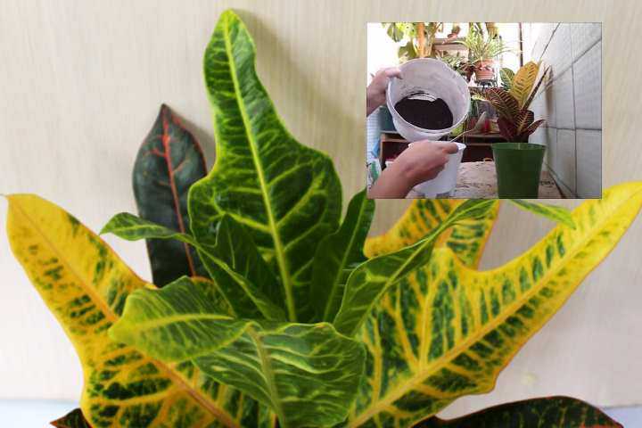 Размножение кротона (20 фото): как размножить его листом и черенками в домашних условиях? последующий уход за рассадой