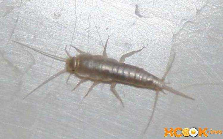 Мокрицы в квартире: как избавиться от этого насекомого?