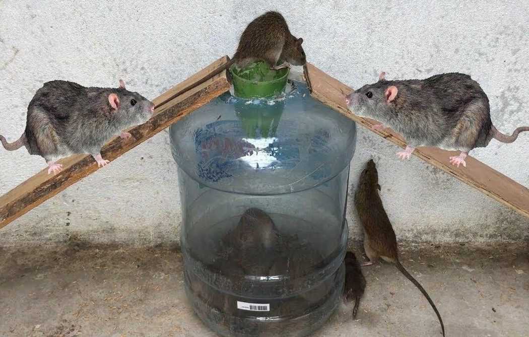 Как избавиться от крыс в доме народное средство от