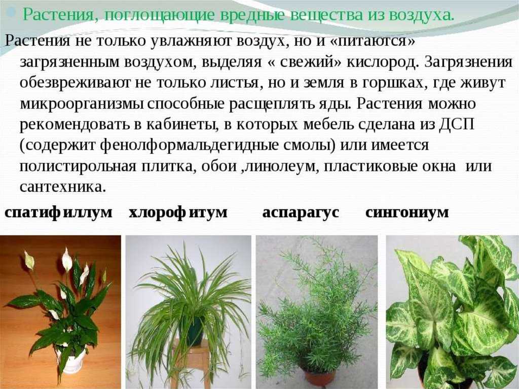 23 комнатных растений, которые очищают воздух в помещении | клуб цветоводов
