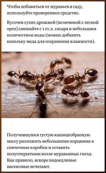 Чтобы избавиться от муравьев, не обязательно покупать специальное средство, его можно приготовить в домашних условиях. Например, из борной кислоты и сахара или меда.