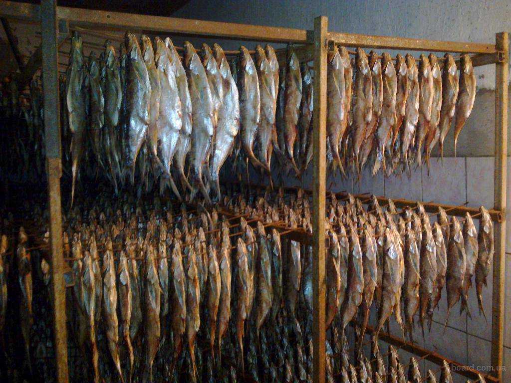 Как хранить рыбу в свежем, соленом и копченом виде дома