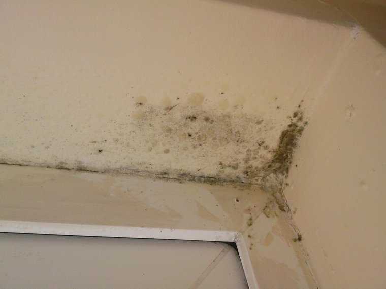 Как избавиться от плесени на стенах в квартире навсегда?