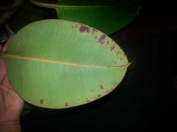 Появились пятна на листьях фикуса: что делать, если листья покрываются коричневыми и черными, темными и белыми, рыжими и восковыми пятнами? почему они появляются?