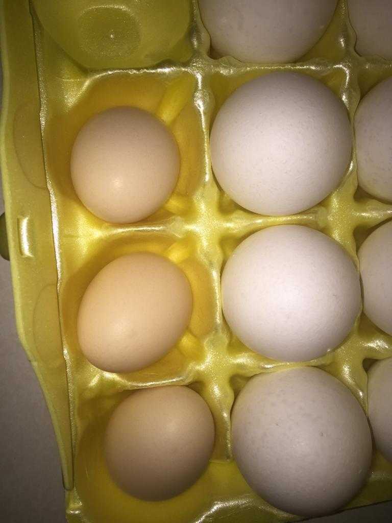 Сколько вареные яйца хранятся в холодильнике