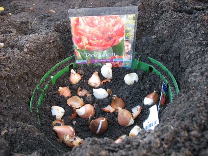 Хранение луковиц тюльпанов зимой в домашних условиях