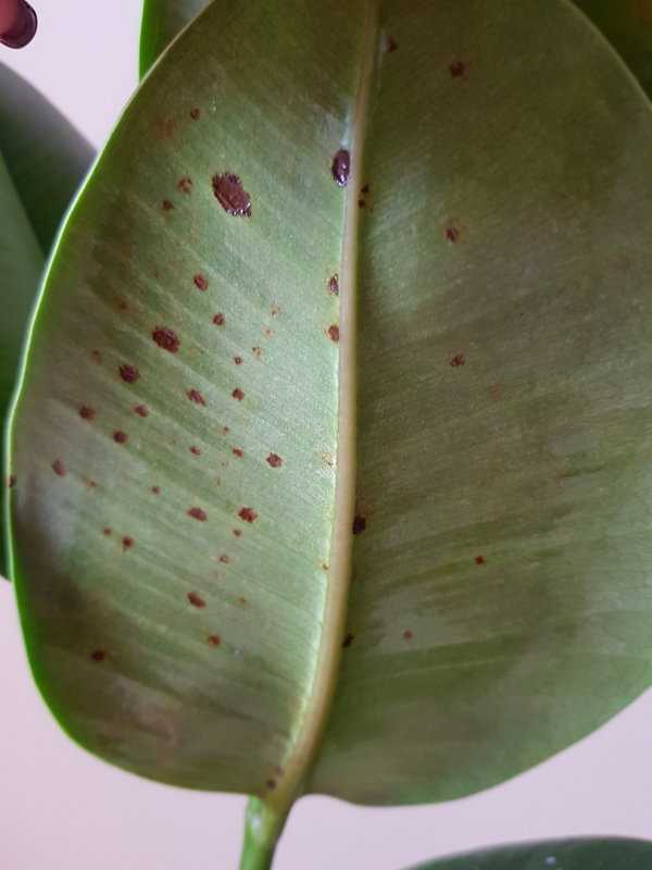 Почему чернеют листья у фикуса: основные причины, что делать и как спасти растение, фото