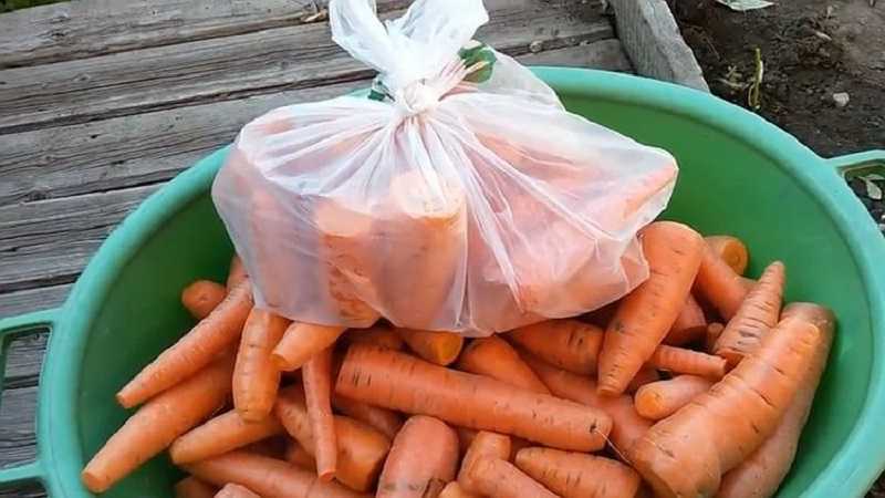 Как хранить морковь в холодильнике: 7 способов