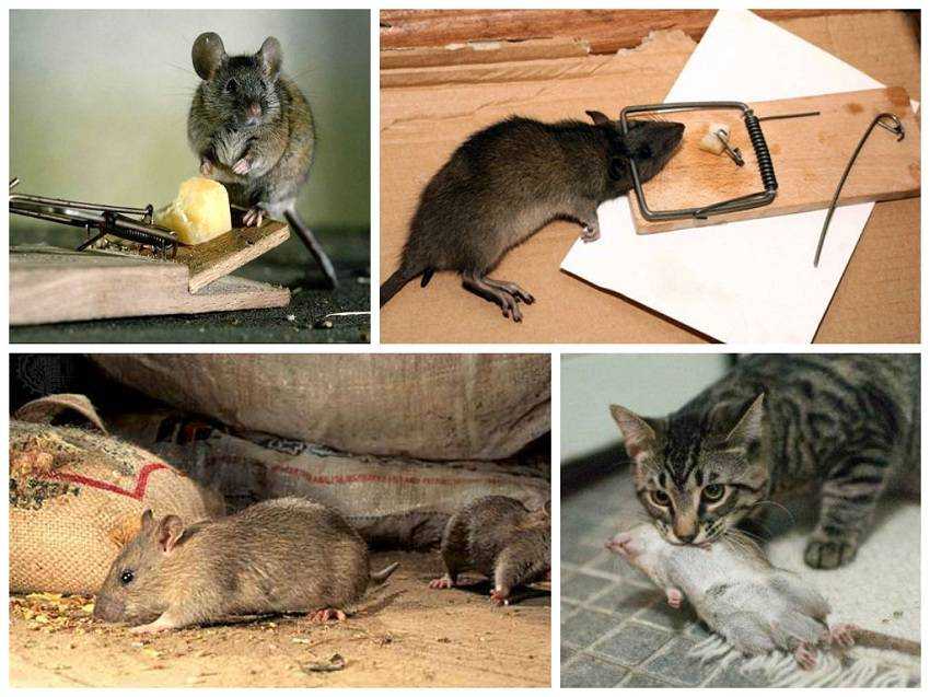 Как справиться с мышами в квартире