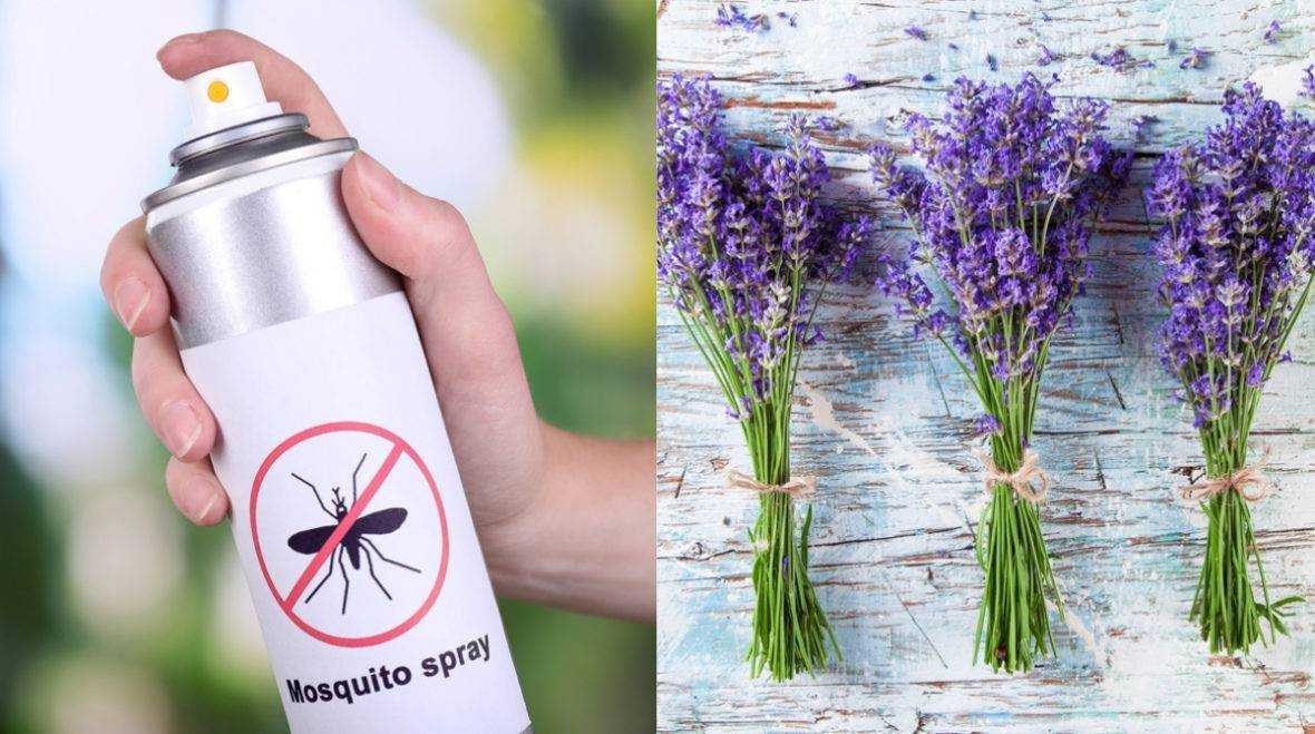 Растения, отпугивающие комаров: 15 лучших вариантов – 4 сезона огородника