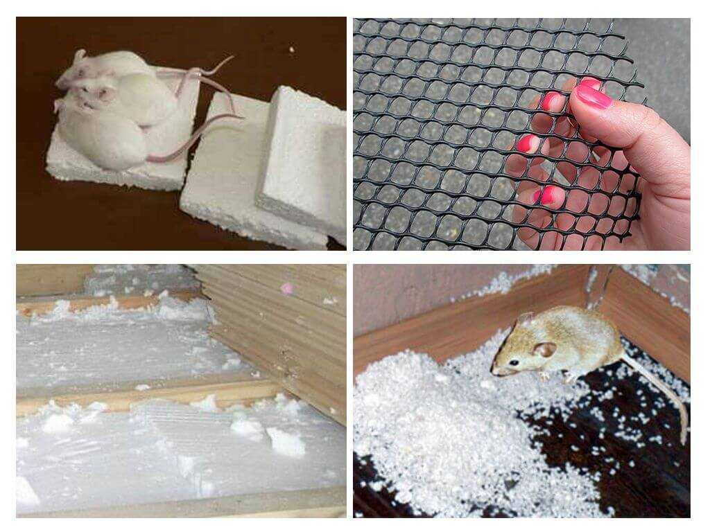Как избавиться от мышей в квартире навсегда