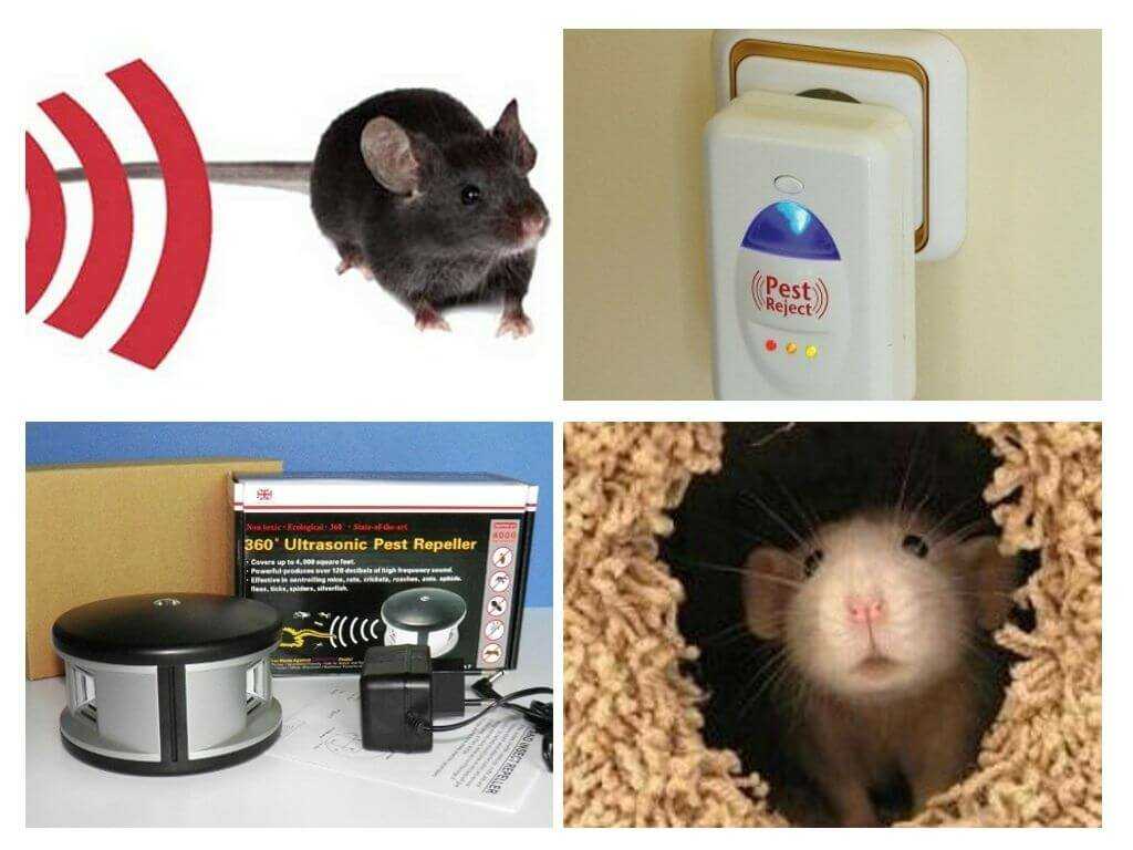 Народные средства от крыс и мышей: как избавиться в частном доме навсегда? чего боятся вредители? лучшие методы борьбы в домашних условиях