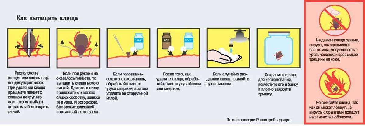 Подкожный клещ (демодекоз) - симптомы, причины, лечение. профилактика и лечение заболеваний | живая аптека