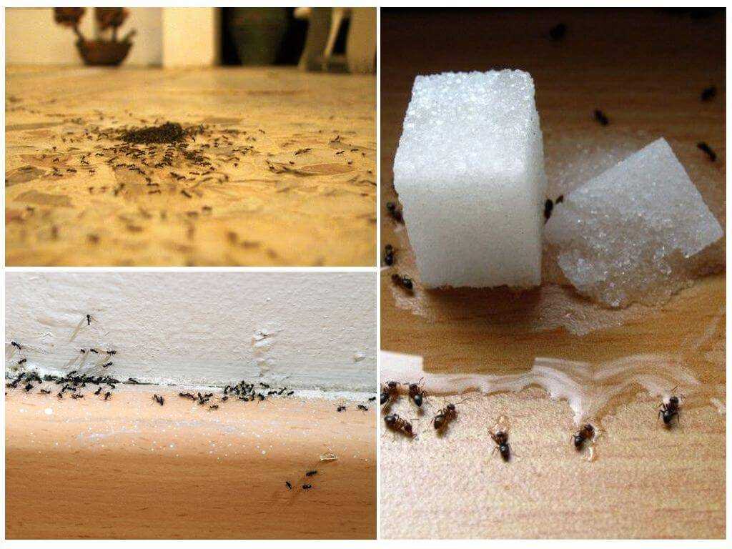 Как избавиться от рыжих муравьев в квартире или на огороде, чем можно вывести