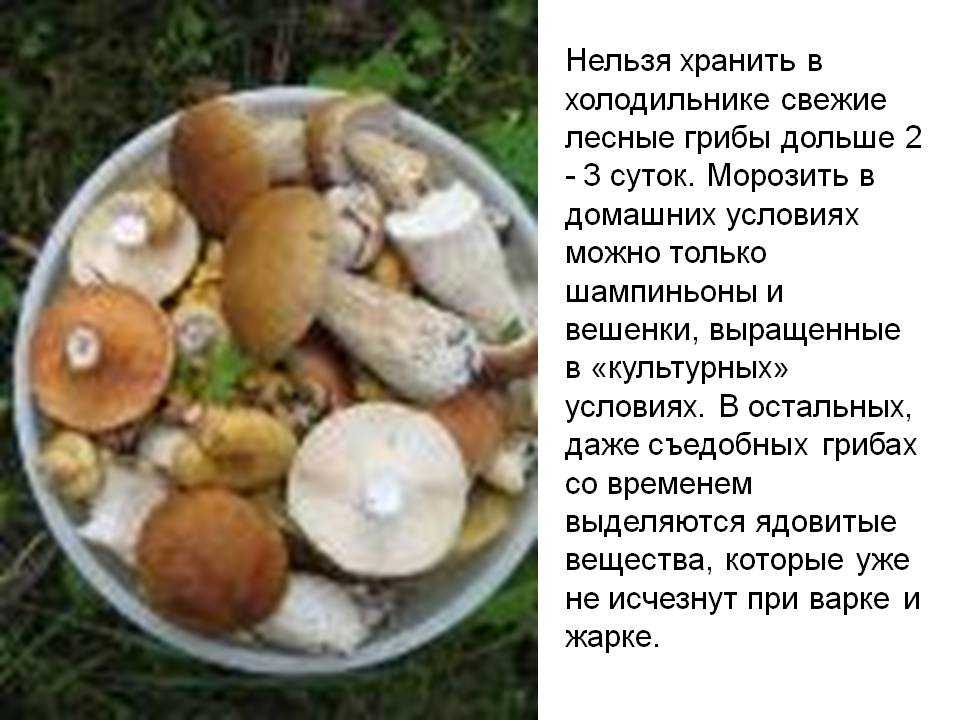 Сколько хранятся шампиньоны в холодильнике (сырые, жареные)? | mnogoli.ru