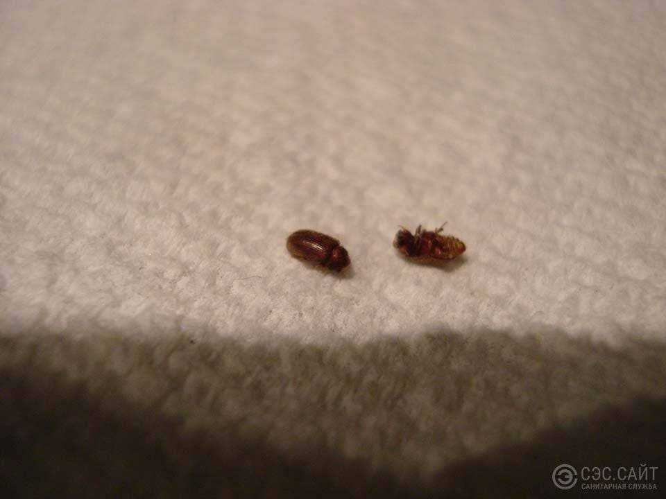 Как избавиться от жучков в муке и крупе: что делать, если завелись жуки?