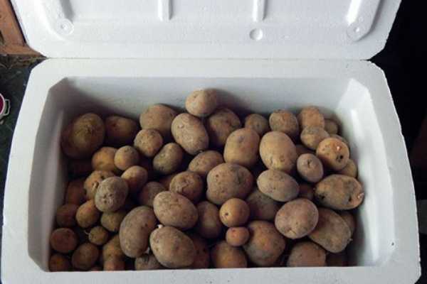 Как на балконе сохранить картофель