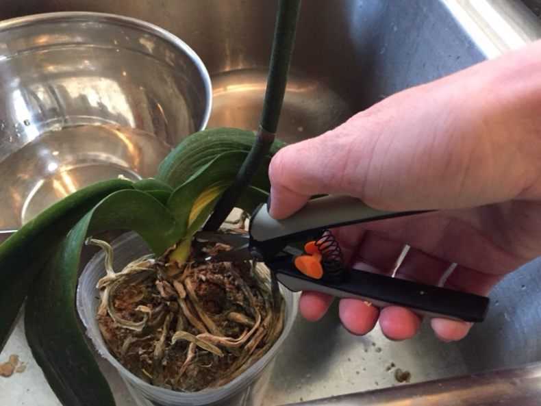 Как обрезать орхидею: оптимальные сроки, правила и последующий уход + варианты обрезки для разных состояний цветоноса