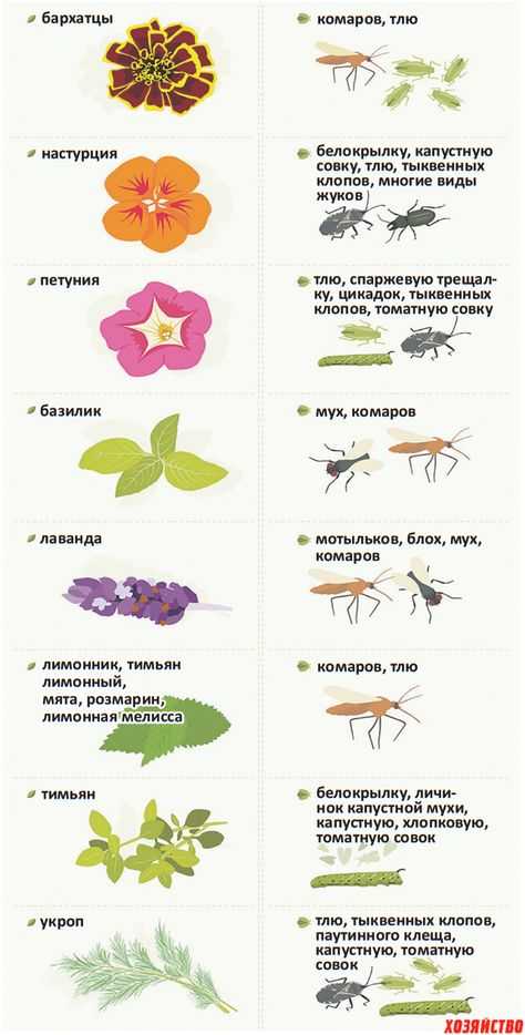 Мухи - переносчики опасных заболеваний. Чтобы избавиться от мух, нужно следовать некоторым правилам: мухи боятся некоторых запахов (герань, масло лавра, керосин, папоротник).