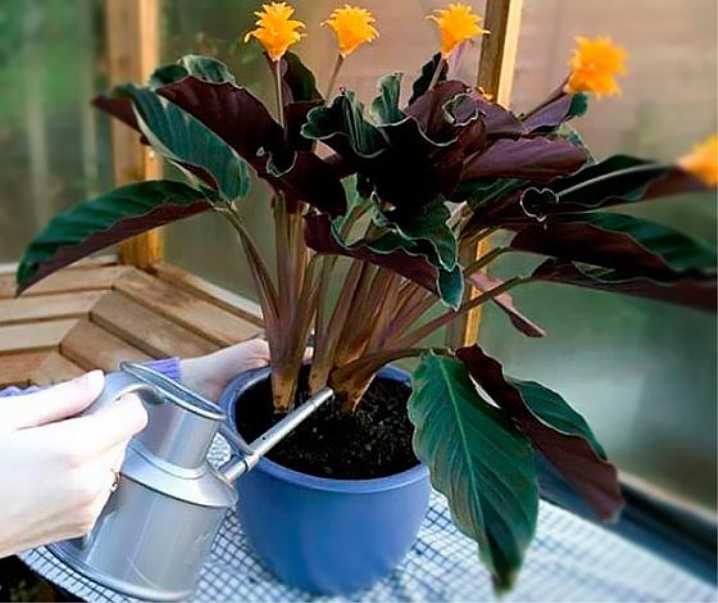 Калатея кроката (25 фото): уход за цветком в домашних условиях, пересадка калатеи шафранной после покупки и размножение. почему у нее сохнут листья?