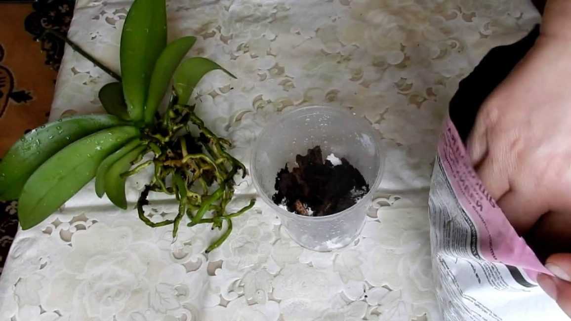 Как правильно и безболезненно обрезать орхидею в домашних условиях?