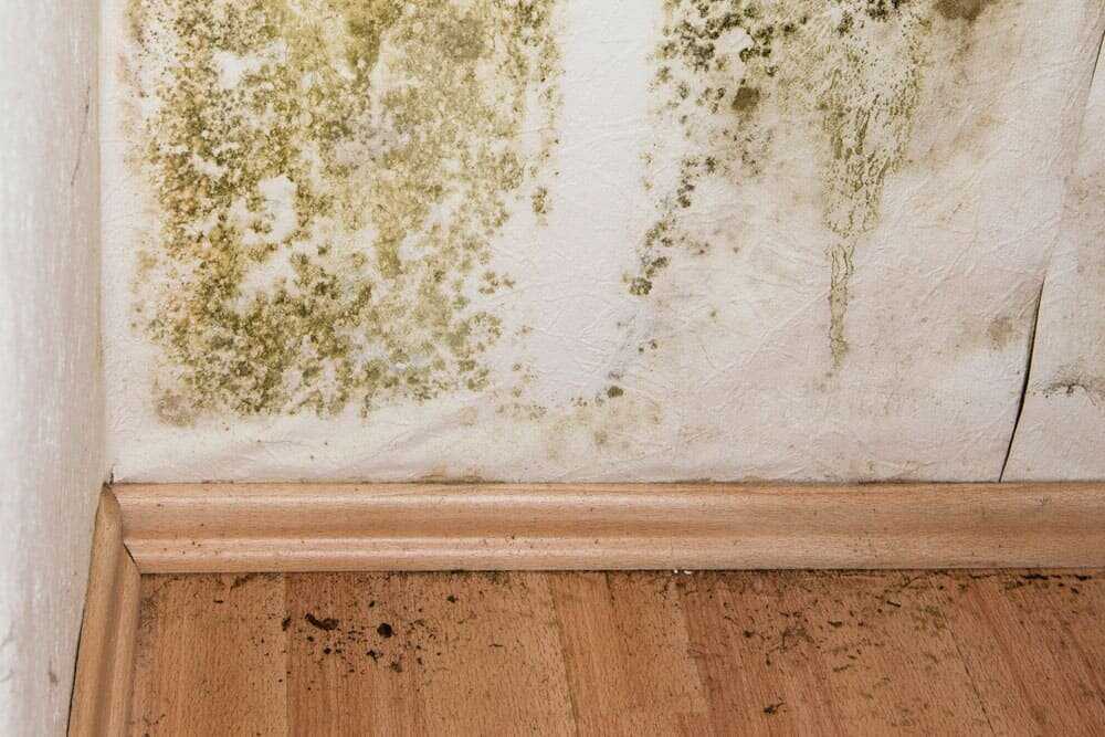 Как  и чем убрать плесень со стены в квартире?