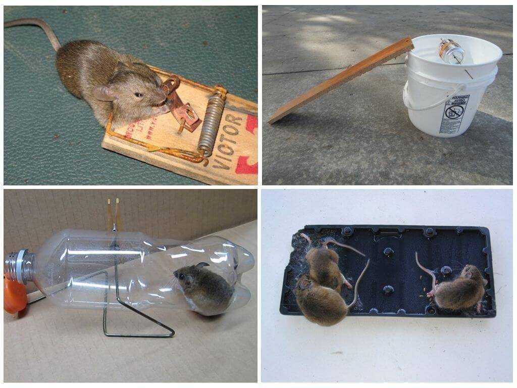 Как избавиться от мышей в частном доме