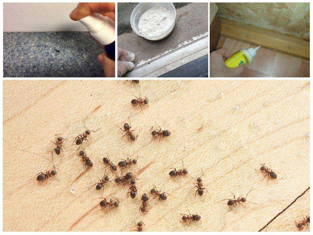 Чтобы избавиться от муравьев на кухне, нужно, во-первых, сделать генеральную уборку и постараться найти гнездо. Из народных средств для отравы используют борную кислоту, кофе.