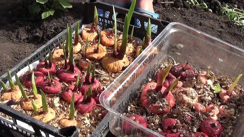 Как можно сохранить срезанные тюльпаны и их луковицы для посадки