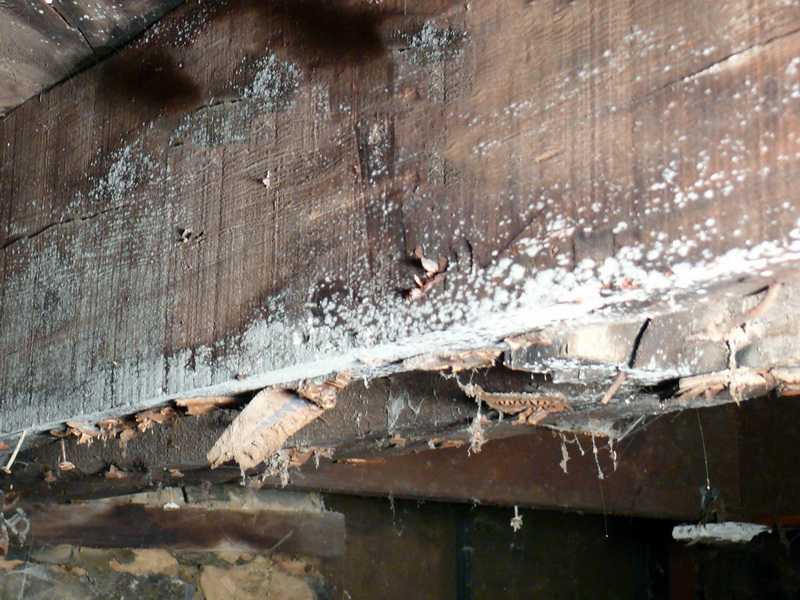 Грибок в подполье деревянного дома – избавляемся  раз и навсегда