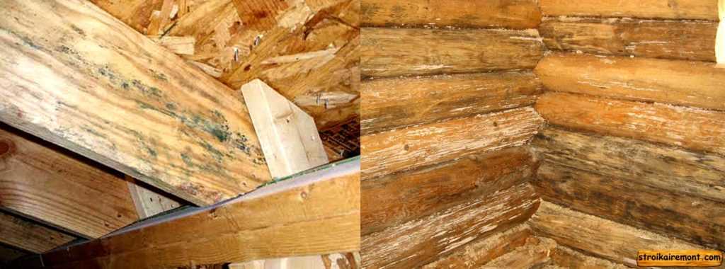Как убрать плесень с деревянных поверхностей, избавить доски