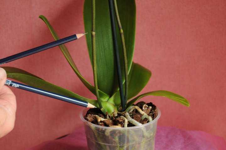 Можно ли обрезать орхидею после цветения, как правильно провести процедуру? дальнейший уход за растением