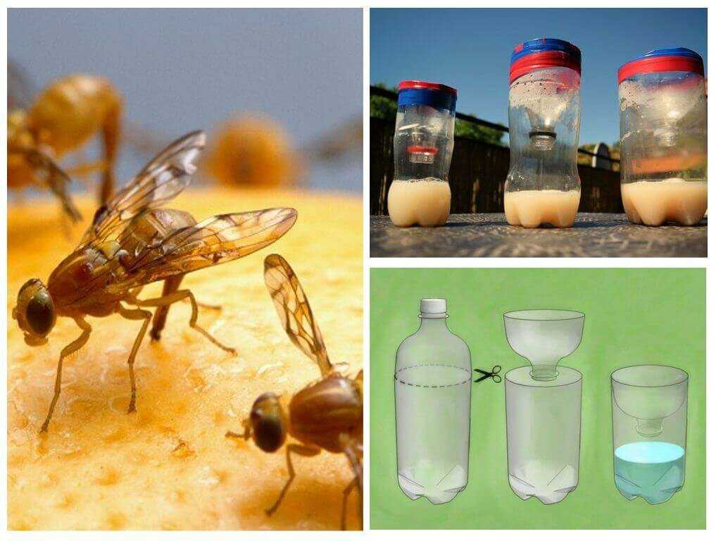 Как избавиться от мух в квартире: народные средства, химические средства