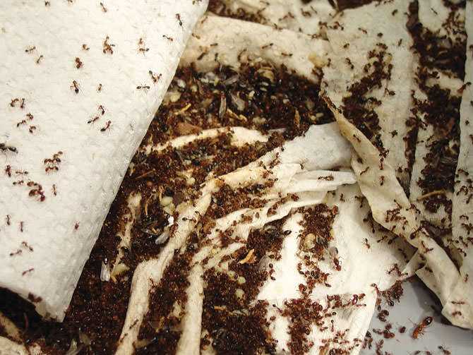 Как избавиться от муравьев в доме - ? народные методы