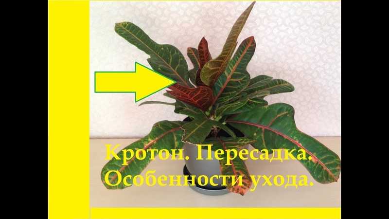 Кротон (кодиеум) уход в домашних условиях: размножение, что делать, если цветок сбрасывает листья, сохнут и опадают листья, как укоренить, пересадка
