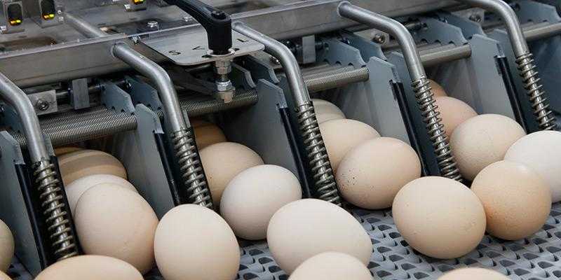 Можно ли мыть яйца перед хранением домашние. Мойка яиц. Мытые яйца. Переработка яиц. Дезинфекция инкубационных яиц.